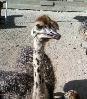 baby-ostrich